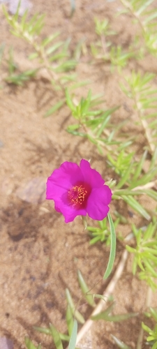 moss rose