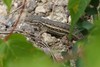 Southwestern Fence Lizard - Photo (c) mob-critters, all rights reserved