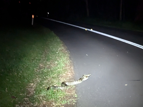Coastal Carpet Python sighting