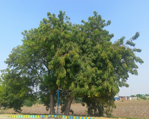 Neem