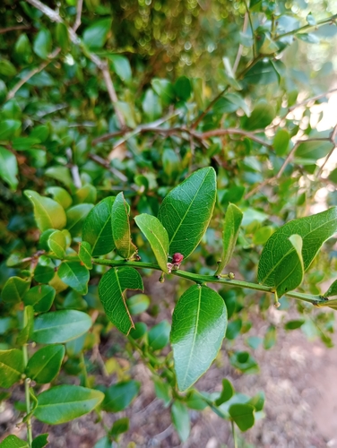 Scutia buxifolia