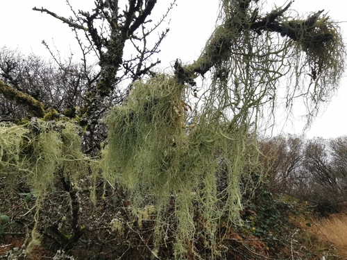 string-of-sausage lichen