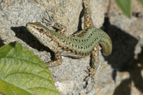 Green Iberian Wall Lizard