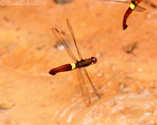 Robust Jungle-skimmer