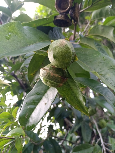 Eschweilera ovata