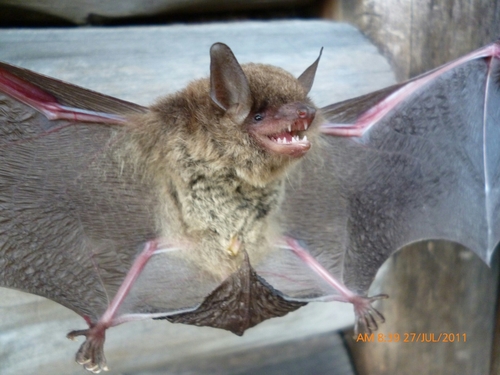 Cave Myotis