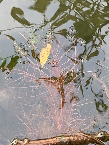 Red Myriophyllum (Myriophyllum tuberculatum)