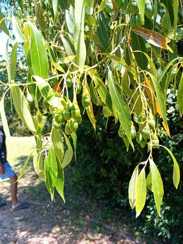 Ocotea acutifolia