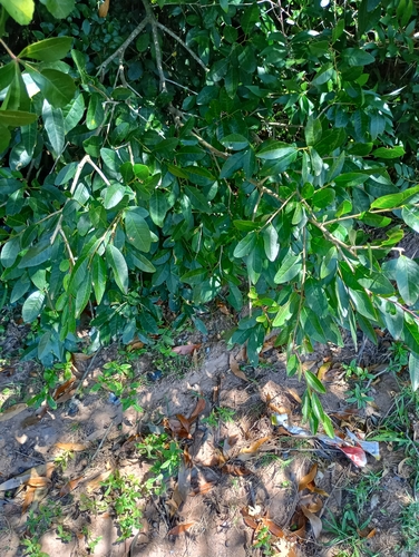 Sebastiania commersoniana