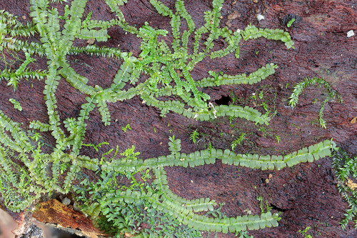 Heteroscyphus planus