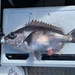 Richardson's Boarfish - Photo (c) rkc, all rights reserved, uploaded by rkc