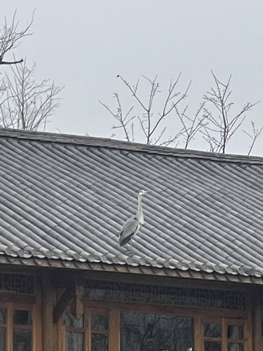 Grey Heron