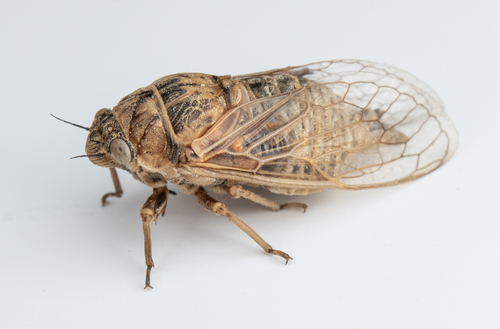 iNaturalist observation photo of Tibicinoides