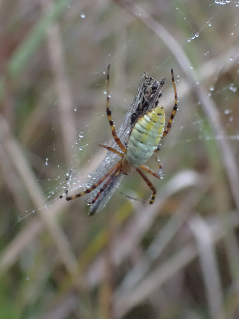 banded-garden-spider-from-washtenaw-county-mi-usa-on-september-29