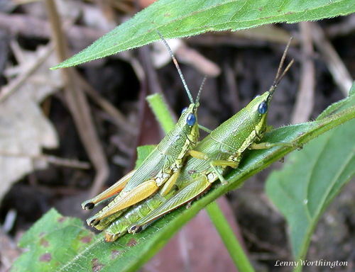 Chlorizeina unicolor