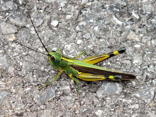 Ceracris kiangsu Tsai, 1929