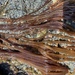 Nemalion vermiculare - Photo 由 Addison Campbell 所上傳的 (c) Addison Campbell，保留所有權利