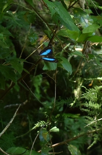 Turquoise Emperor