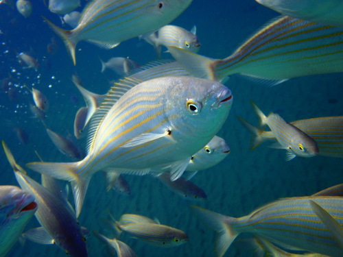 Salema Porgy