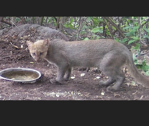 Jaguarundi