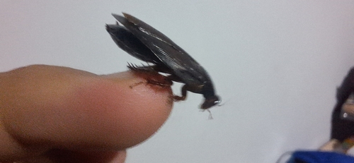 Surinam Cockroach