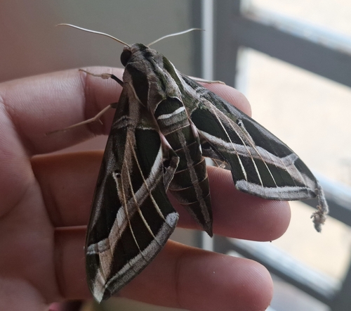 Vine Sphinx