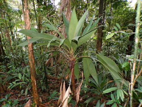 Asterogyne yaracuyense