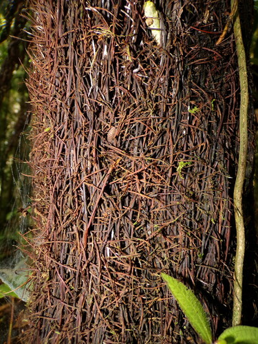 Cyathea barringtonii