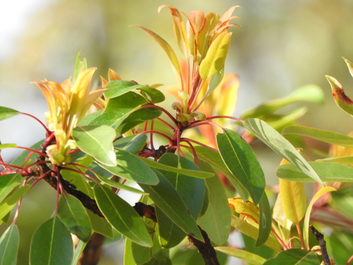 Arizona madrone