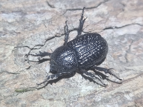 Pseudosyrichthus