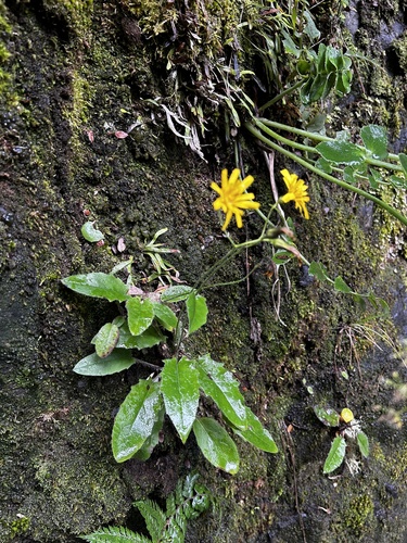Hieracium lepidulum Stenstr., 1889