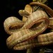 White-spotted Cat Snake - Photo (c) Chien Lee, all rights reserved, uploaded by Chien Lee