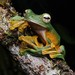 Wallace's Flying Frog - Photo (c) Chien Lee, all rights reserved, uploaded by Chien Lee