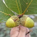 Quercus magnoliifolia - Photo (c) Edgar Gómez, όλα τα δικαιώματα διατηρούνται, uploaded by Edgar Gómez