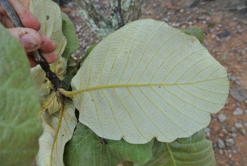Quercus magnoliifolia