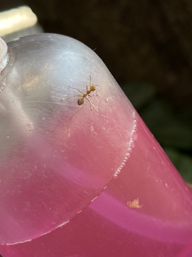 Asian Weaver Ant