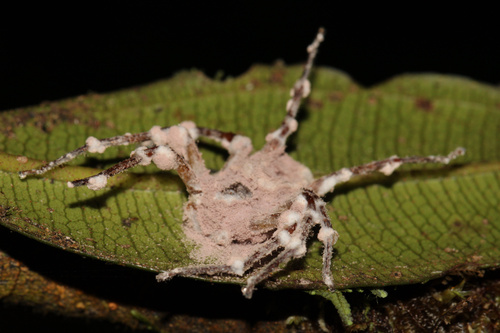 Purpureocillium atypicola