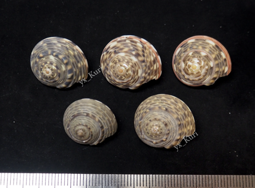 Umbonium costatum