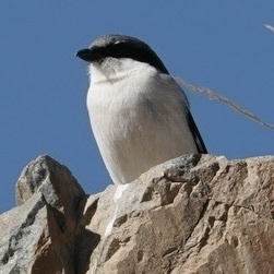 Giant Shrike