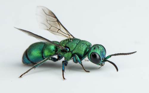 iNaturalist observation photo of Chrysidini