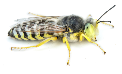 iNaturalist observation photo of Bembix