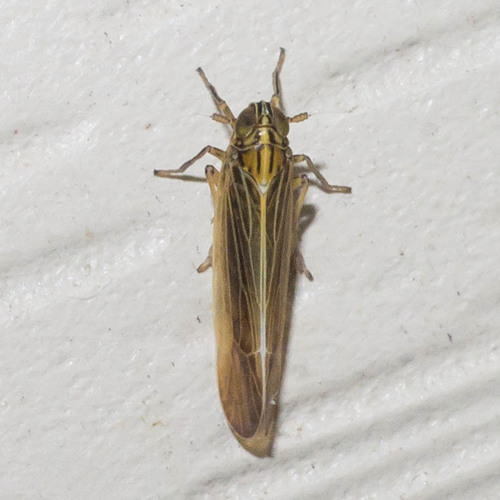 Nothodelphax slossonae (Ball, 1903)