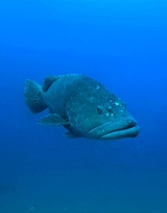 Potato bass