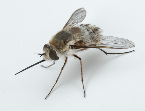 iNaturalist observation photo of Bombyliini