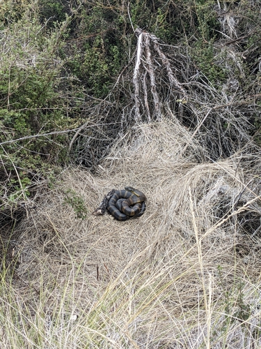 Tiger Snake sighting
