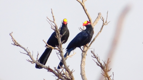 Violet Turaco