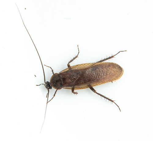 iNaturalist observation photo of Western Wood Cockroach
