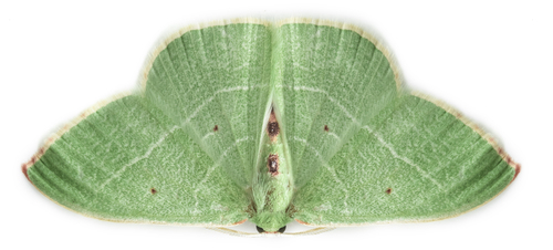 iNaturalist observation photo of Columbian Emerald