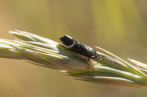 iNaturalist observation photo of Cochlorhinus pluto