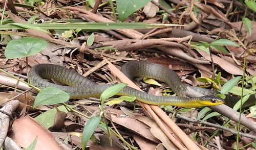 Common Tree Snake sighting